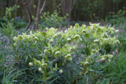 Helleborus foetidusStinkend nieskruid bestellen